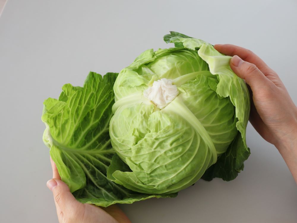 きゃべつ　13日までお取置き Dietitian's advice] How to store cabbage - YouTube
